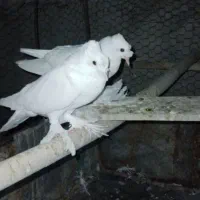 کبوتر راعبی