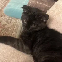 گربه اسکاتیش