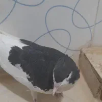 کبوتر کاکلی|پرنده|فرح دشت, |دیوار