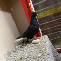 زیل دم سفید معاوضه