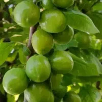 آلوچه(گوجه سبز)