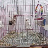 یک جفت طوطی برزیلی آلبینو