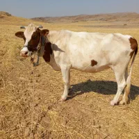 گاو سیمیتال حامل شیر