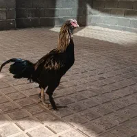 جوجه خروس محلی