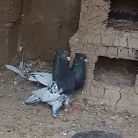 کله سیاه