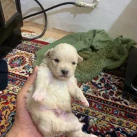 فروش پنج توله شیتزو فیلم ازشون موجوده