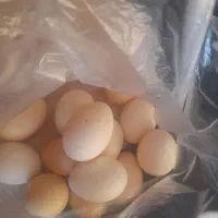 تخم  مرغ|خوردنی و آشامیدنی|مسجد سلیمان, |دیوار