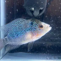 فروش فوری فلاور