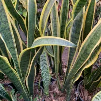 فروش ویژه گل به قیمت عمده