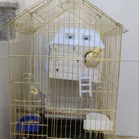 عروس هلندی جفت همراه با تخم