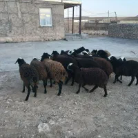 بره نر ماده دشتی|حیوانات مزرعه|دوتپه, |دیوار