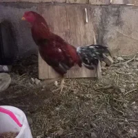 مرغ و خروس لاری