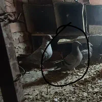 کبوتر پلاکی|پرنده|رابر, |دیوار