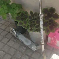 اسکوتر