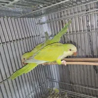 راهب خورشیدی ناندی کانور گرینچیک جوجه سرلاکی|پرنده|اهواز, شریعتی جنوبی|دیوار