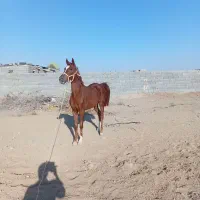 مادیون تک بندی