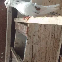 فروش مرغ وخروس لاری ترک|حیوانات مزرعه|نوشهر, |دیوار