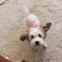 سگ باهوش|سگ|سقز, |دیوار