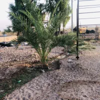 زمین اجاره ای کشاورزی زهکلوت