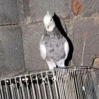 فروش کبوتر فوری