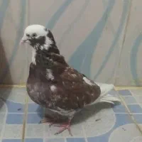 کبوتر قلاقی|پرنده|ملایر, |دیوار