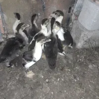 اردک اسراییلی