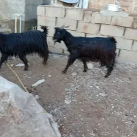 بز داشتی|حیوانات مزرعه|سی‌سخت, |دیوار