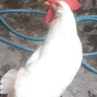 خروس