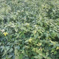 اجاره-زمین-زراعی