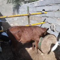 سیمینتال نر