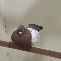 کبوتر طوقی|پرنده|عسلویه, |دیوار