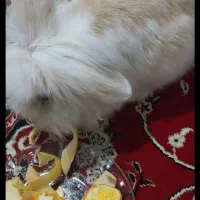 فروش خرگوش