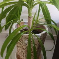 فروش گل برگ موزی(سوسن عنکبوتی) ‌‌