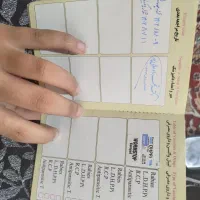 پامرین روباهی ماده|سگ|مسجد سلیمان, |دیوار