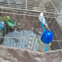 به نام خدا سه عدد مرغ عشق