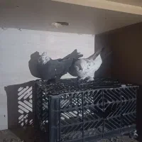 کبوتر