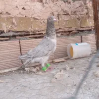 کفترگرفتنی
