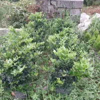 یاس سطل دوازده قیچی خورده