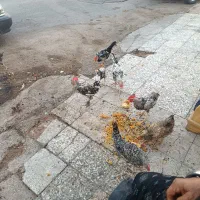 مرغ و خروس|حیوانات مزرعه|اهواز, بهارستان|دیوار