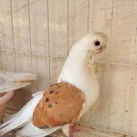 کبوتر زینتی (اهوازم)