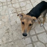 واگذاری دختر چهارماهه باهوش