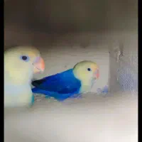 کوتوله نژاد دار|پرنده|مشهد, قائم|دیوار