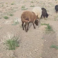 فروش بره ی چاق