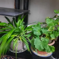 گل طبیعی|گل و گیاه طبیعی|بروجرد, |دیوار