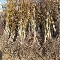 فروش انواع نهال های پربازده و دیرگل در نهالستان