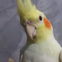 ۱جفت عروس هلندی