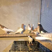 کبوتر موغلف رنگی
