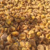 انجیرخشک تازه