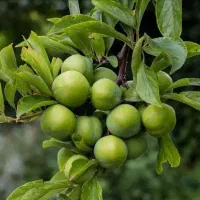 نهال سهند بهترین ارائه دهنده ی نهال در منطقه|خدمات باغبانی و درختکاری|شهریار, شهریار|دیوار