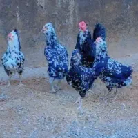 تخم مرغ نطفه دار نژاد گلین پنگوئنی (اصیل)|حیوانات مزرعه|سیرجان, |دیوار